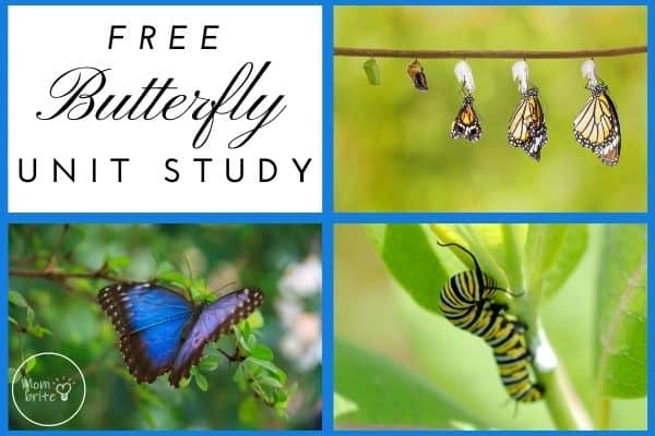 Free Butterfly Unit Study