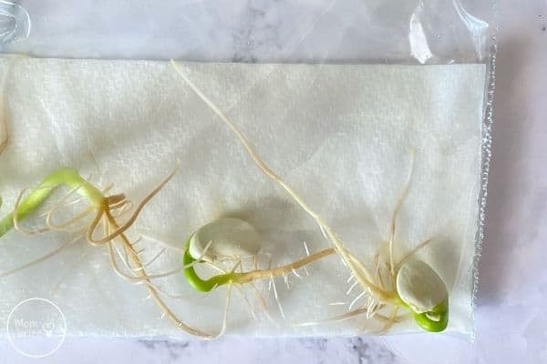 Germinate Seeds in a Bag