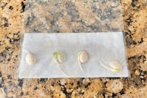 Growing Beans in a Bag: Seed Germination Experiment - Mombrite