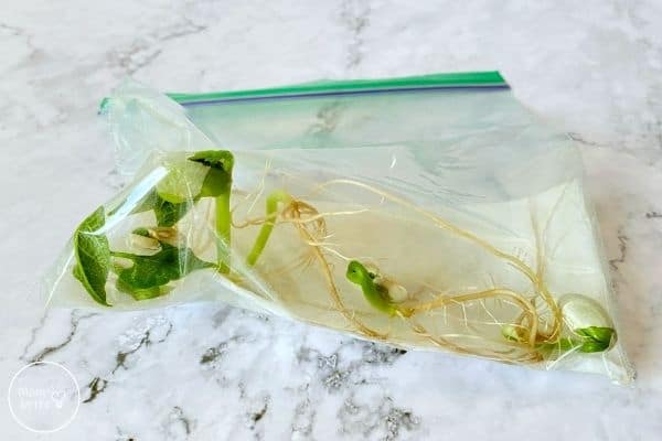 Growing Beans in a Bag Tenth Day