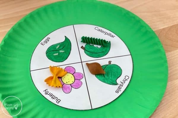 Learn About Butterfly Life Cycle Craft