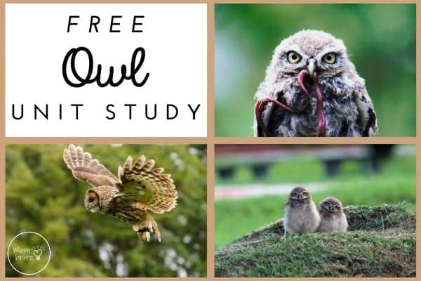 Owl Unit Study