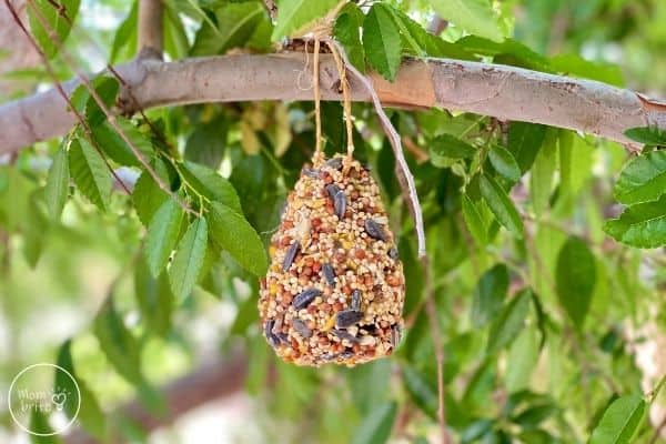 Pinecone Bird Feeder Hang in Tree