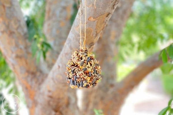 Pinecone Bird Feeder Hanging in Tree