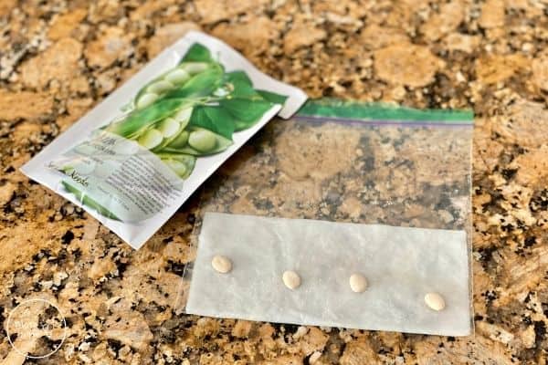 Place Bean Seeds in a Baggie