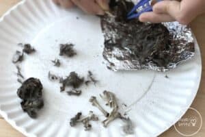 Owl Pellet Dissection Bones