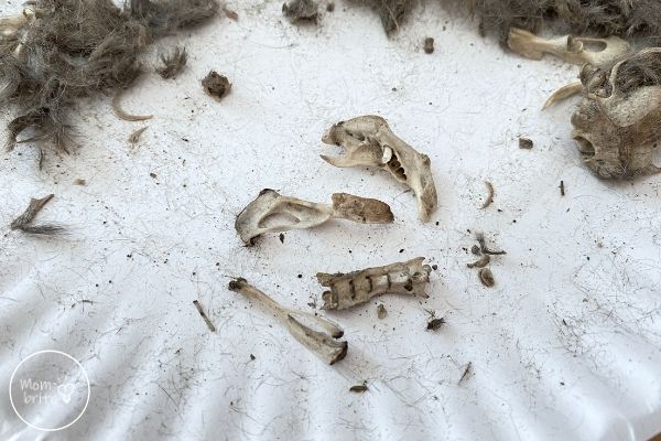 Owl Pellet Dissection Different Bones