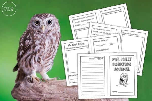 Owl Pellet Dissection Journal