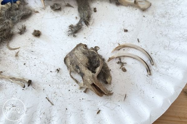Owl Pellet Dissection Skull
