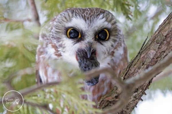 Owl Regurgitating Pellet