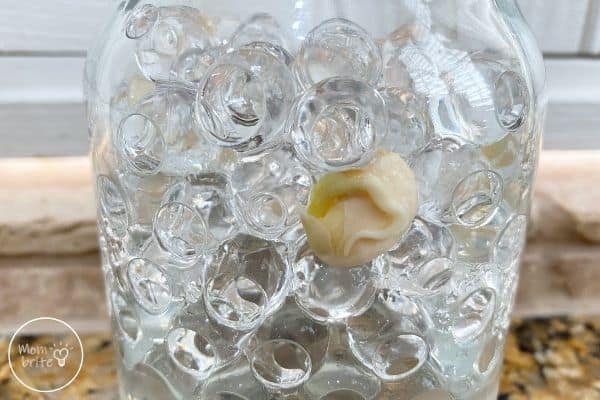 Germinating Seeds in a Jar Day 6