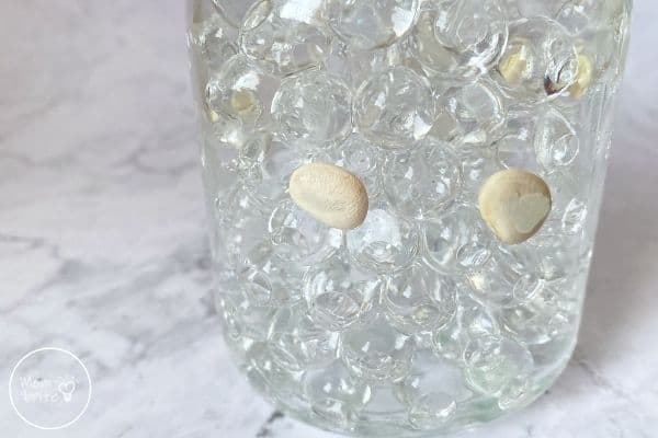 Germination in a Jar Place Seeds in Water Beads