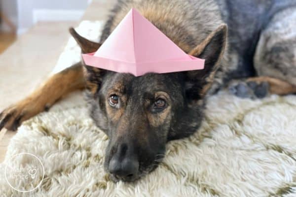 Paper Hat on Dog