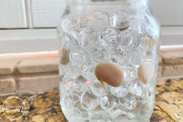 Sprouting Seeds in a Jar Day 3