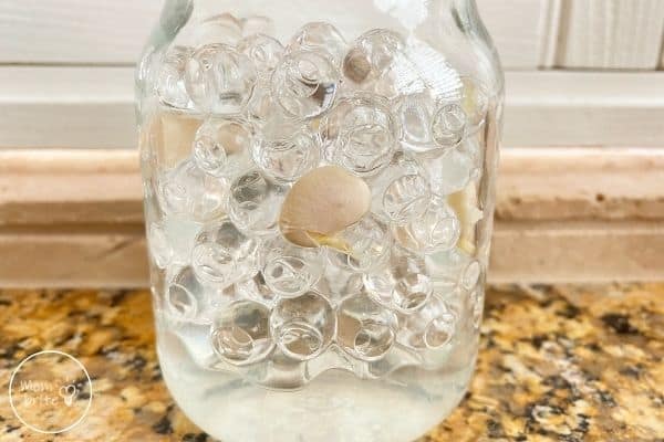 Sprouting Seeds in a Jar Day 4