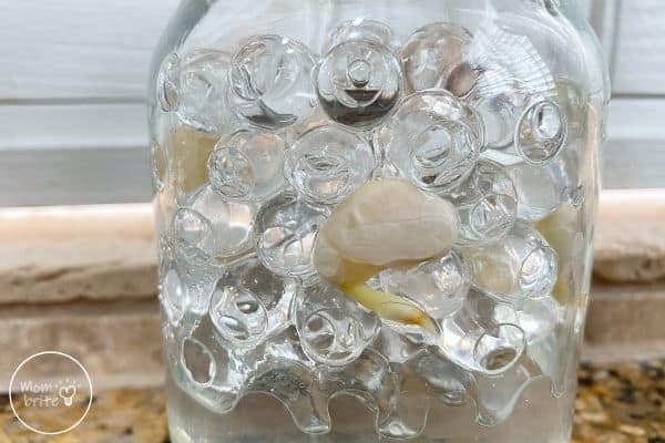 Sprouting Seeds in a Jar Day 6