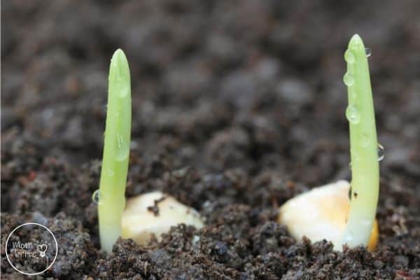 Corn Life Cycle Seeds Germinate