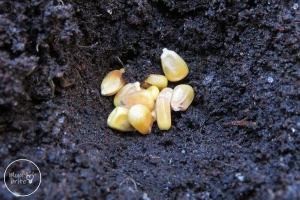 Corn Life Cycle Seeds