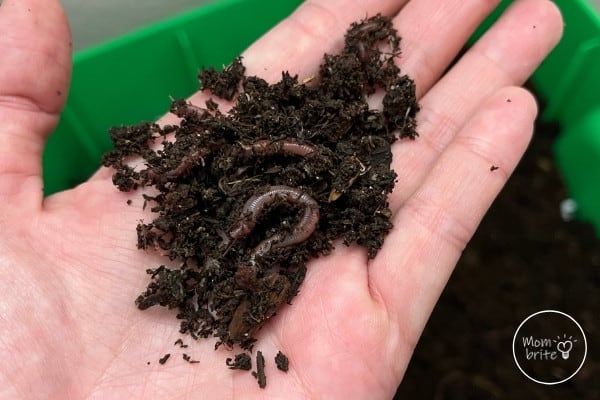 Red Wriggler Worms from Farm