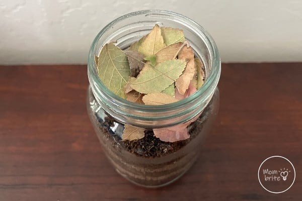 Worm Jar Science Experiment Add Organic Materials