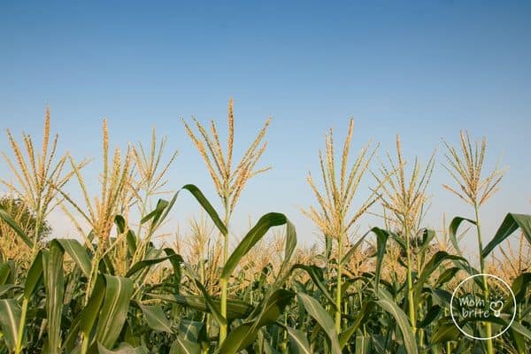 Corn Plant Tassels