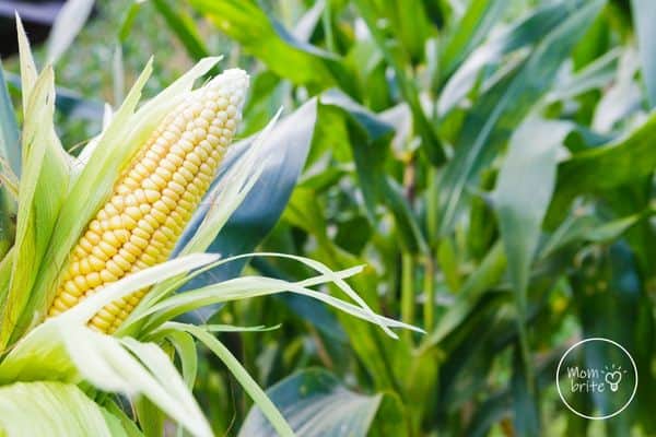 Ear of Corn