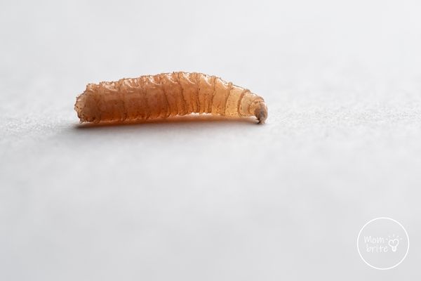 Fly Larva Stage