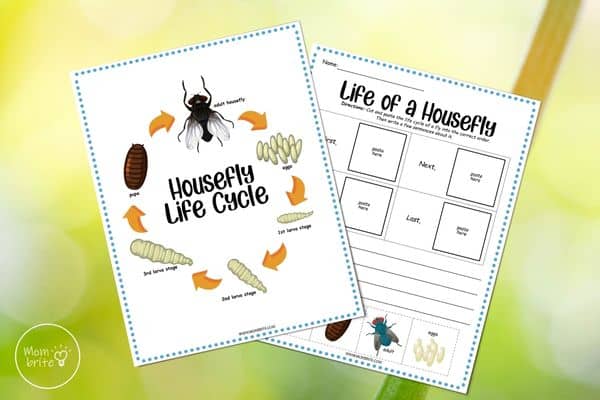 Housefly Life Cycle Printable Worksheets