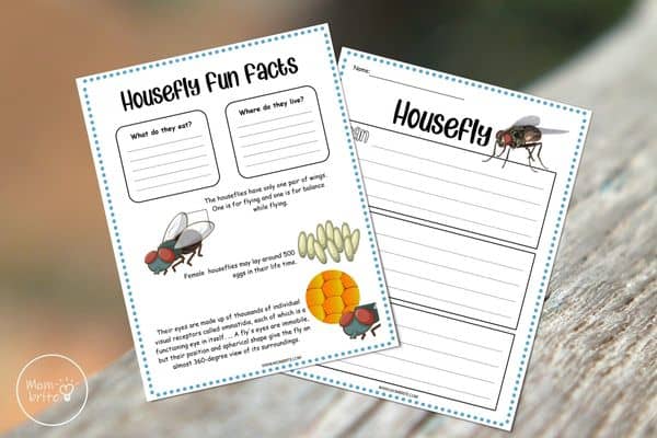 Housefly Worksheets