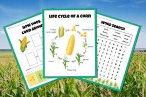 Life Cycle of Corn Printable Worksheets