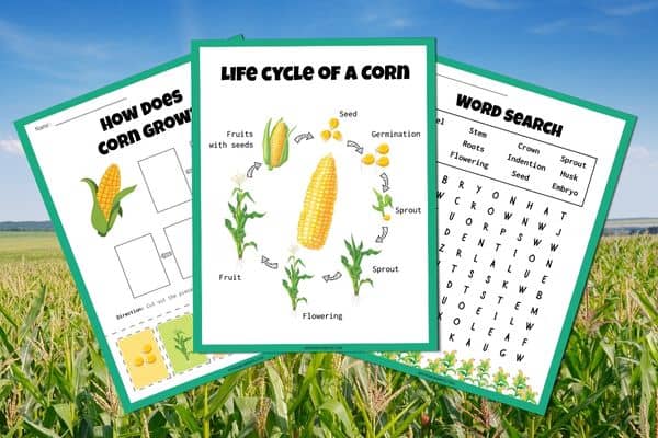 Life Cycle of Corn Printable Worksheets