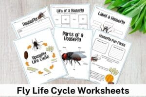 Life Cycle of a Fly Printable Worksheets