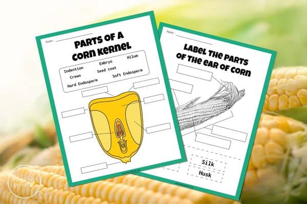 Parts of a Corn Kernel