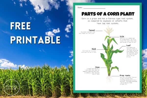 Parts of a Corn Plant Printable