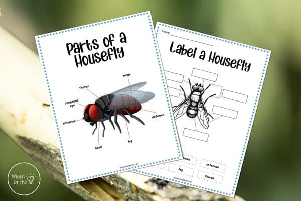 Parts of a Housefly Worksheets