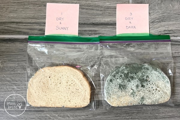 Moldy Bread Experiment Both Dry Slices