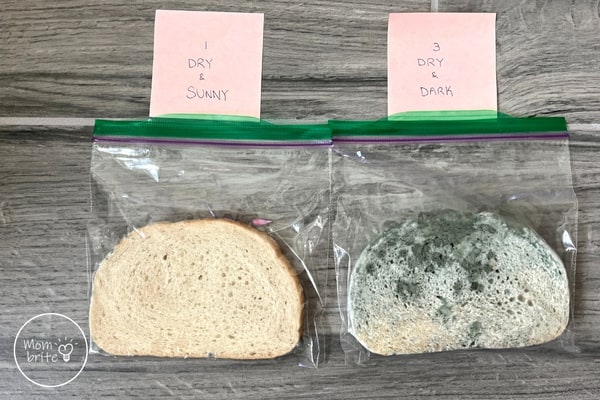 Easy Science: Bread Mold Experiment