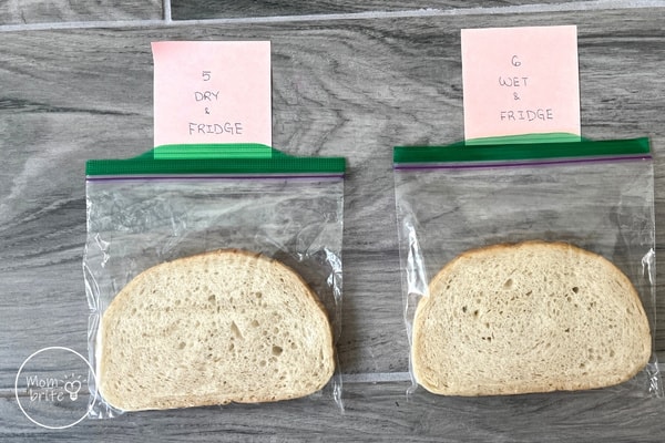 Moldy Bread Experiment Cool Temperature Bread Slices