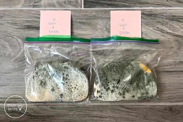Moldy Bread Experiment - What Makes Mold Grow? Moldy Bread Experiment Dark Environment Comparison