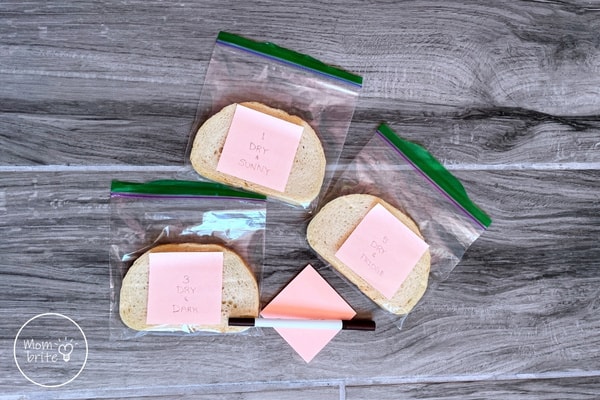 Moldy Bread Experiment - What Makes Mold Grow? Moldy Bread Experiment Dry Bread Slices