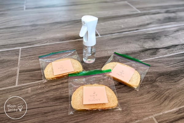 Moldy Bread Experiment - What Makes Mold Grow? Moldy Bread Experiment Wet Bread Slices