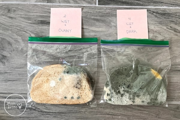 Moldy Bread Experiment - What Makes Mold Grow? Moldy Bread Experiment Wet and Dark Slice