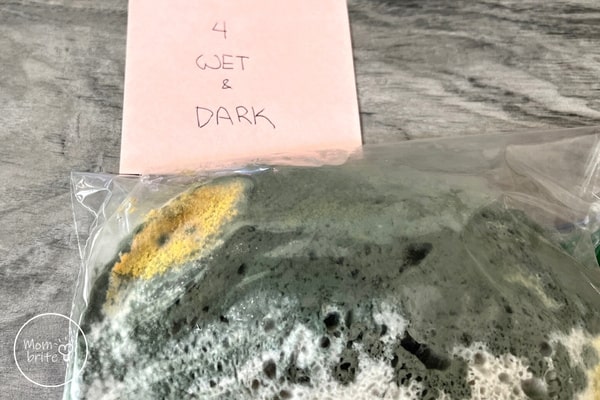 Moldy Bread Experiment - What Makes Mold Grow? Moldy Bread Experiment Wet and Dark Slice