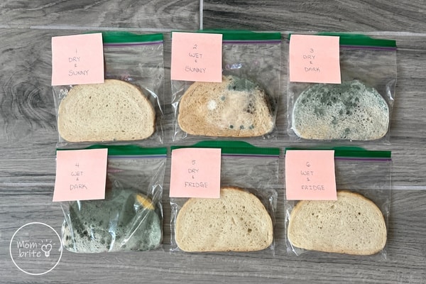 Moldy Bread Experiment - What Makes Mold Grow? Moldy Bread Science Experiment Results