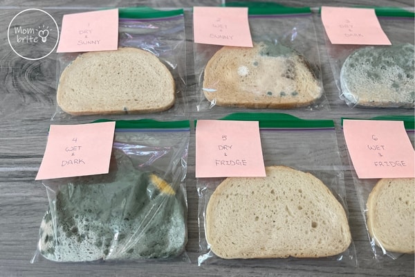 Moldy Bread Experiment What Makes Mold Grow Mombrite
