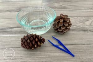 Big Pine Cones Close in Cold Water