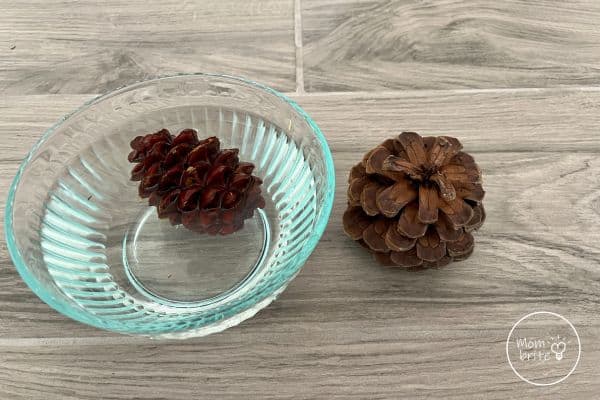 Big Pine Cones in Cold Water