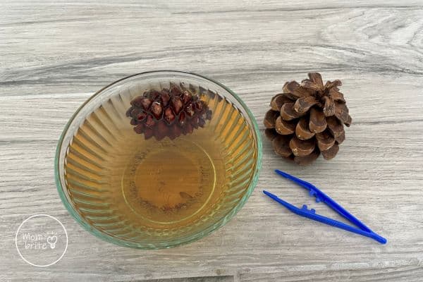 Big Pine Cones in Hot Water