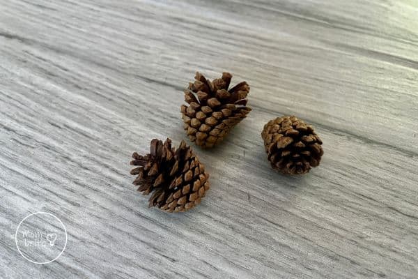 Dry Small Pine Cones Open