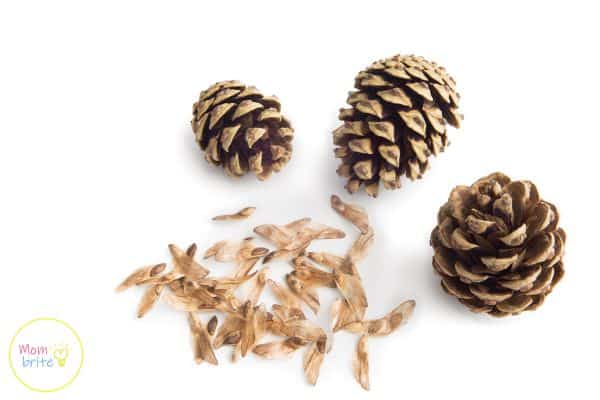 Pine Cone Seeds